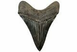 Serrated, Fossil Megalodon Tooth - South Carolina #310037-1